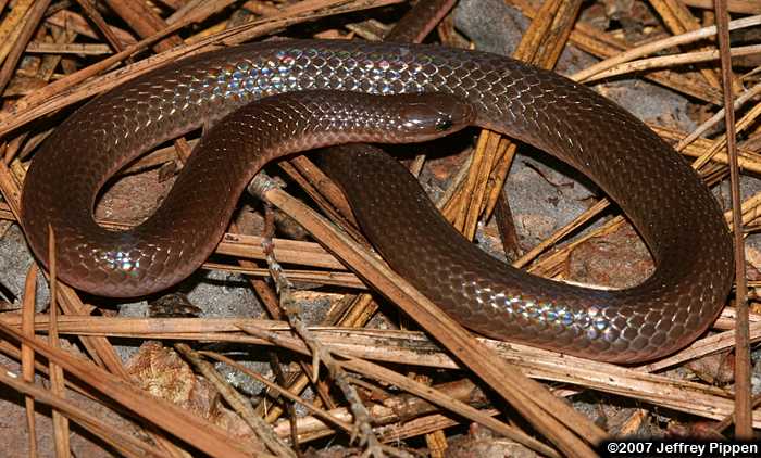 Worm Snake (Carphophis amoenus)