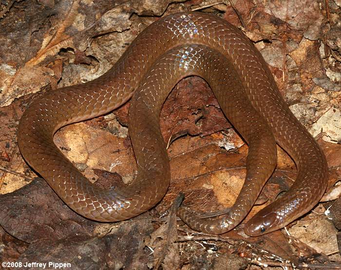 Worm Snake (Carphophis amoenus)