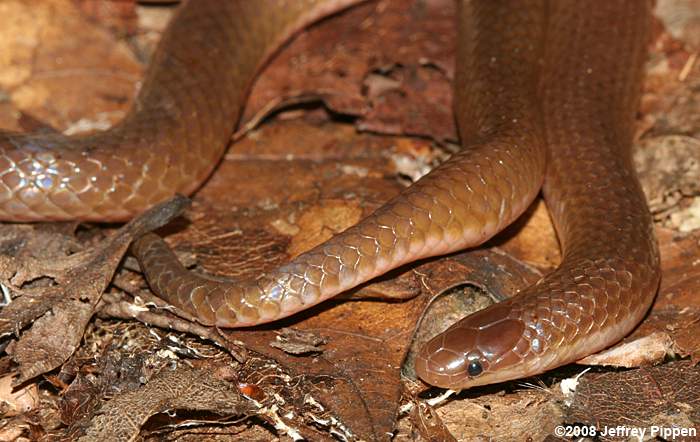 Worm Snake (Carphophis amoenus)