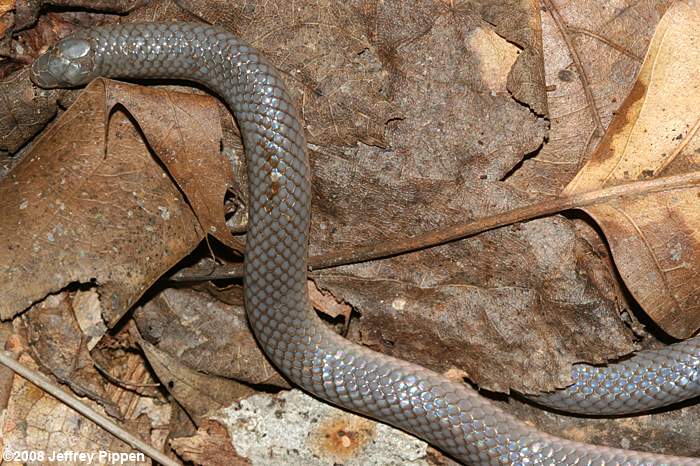 Worm Snake (Carphophis amoenus)