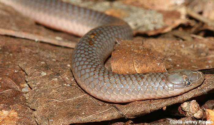 Worm Snake (Carphophis amoenus)