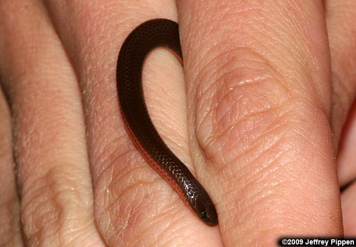 Worm Snake (Carphophis amoenus)