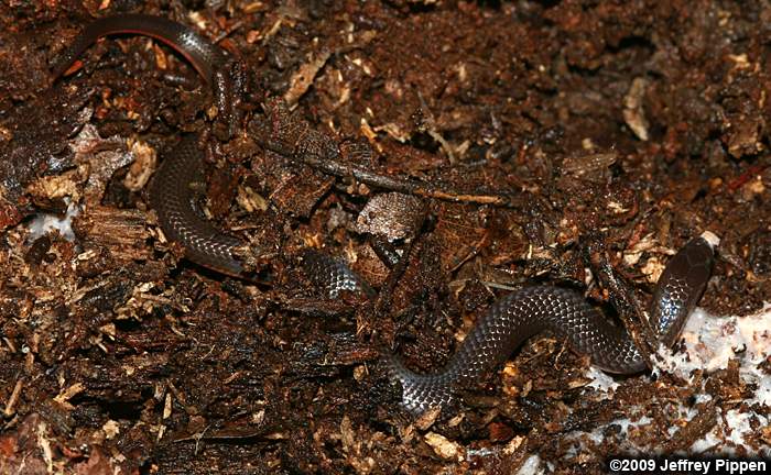 Worm Snake (Carphophis amoenus)