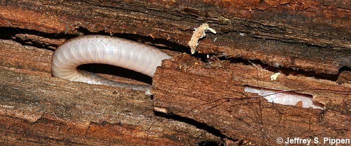 Worm Snake (Carphophis amoenus)