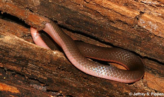 Worm Snake (Carphophis amoenus)