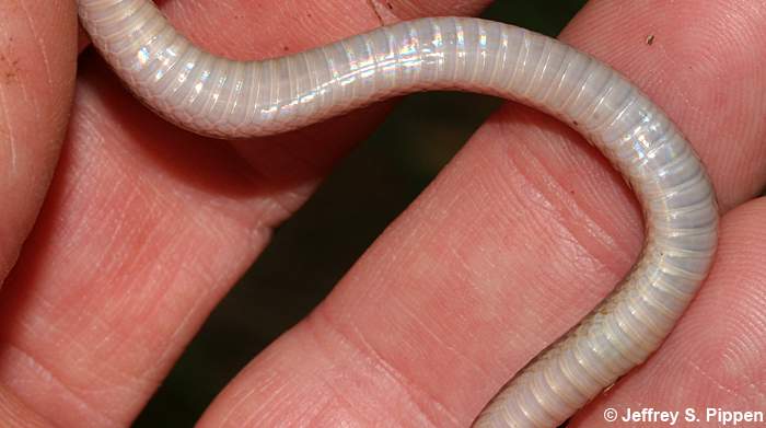 Worm Snake (Carphophis amoenus)