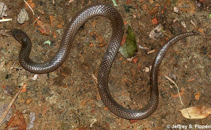 Worm Snake (Carphophis amoenus)