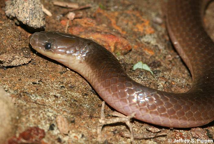 Worm Snake (Carphophis amoenus)