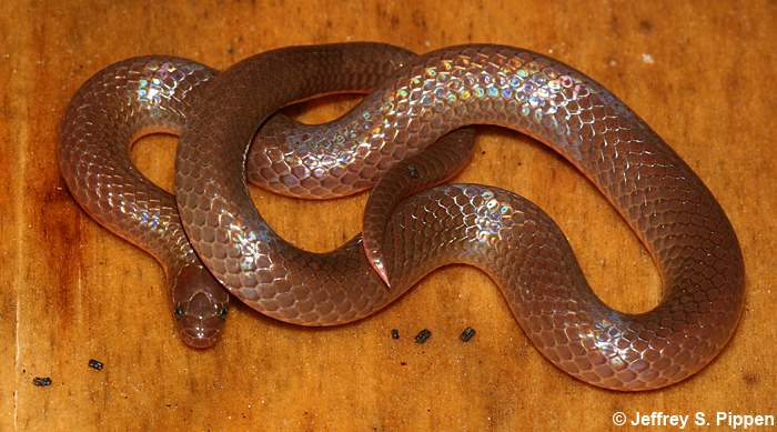 Worm Snake (Carphophis amoenus)