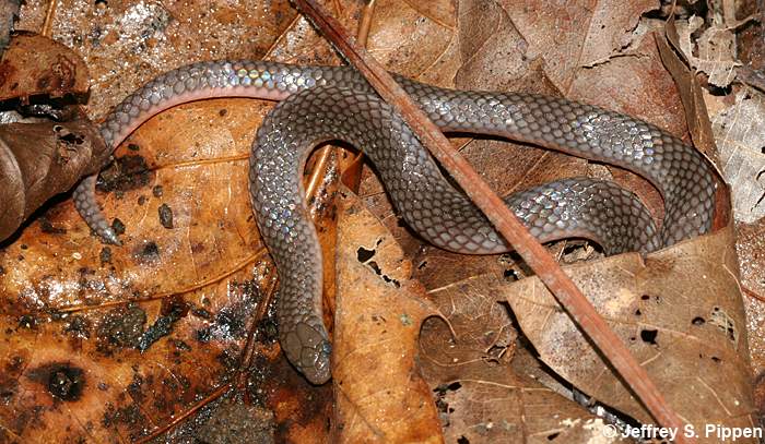 Worm Snake (Carphophis amoenus)