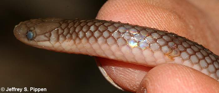 Worm Snake (Carphophis amoenus)