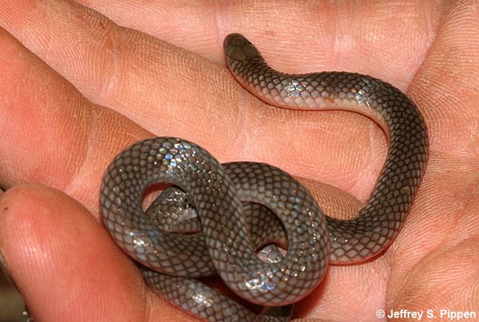 Worm Snake (Carphophis amoenus)