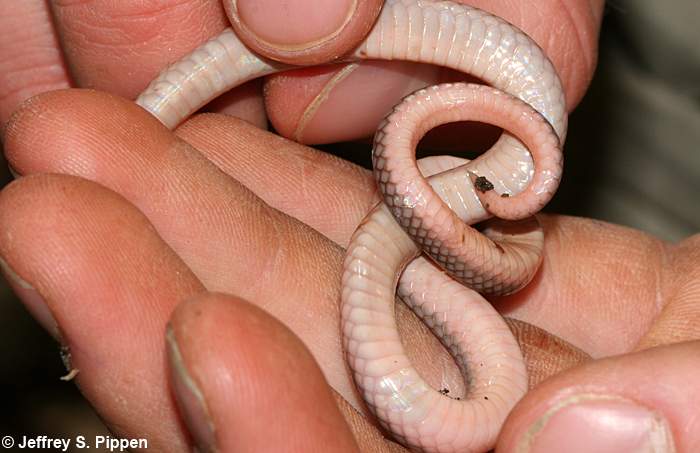 Worm Snake (Carphophis amoenus)