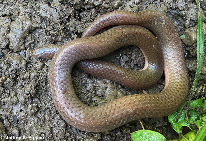 Worm Snake (Carphophis amoenus)