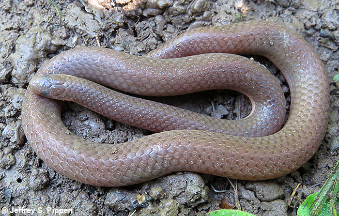 Worm Snake (Carphophis amoenus)