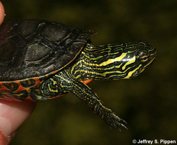 Western Painted Turtle (Chrysemys picta bellii)