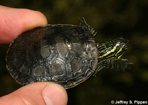Western Painted Turtle (Chrysemys picta bellii)