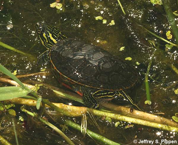 Western Painted Turtle (Chrysemys picta bellii)