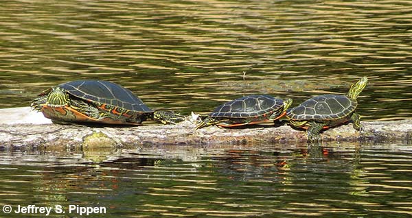 Western Painted Turtle (Chrysemys picta bellii)