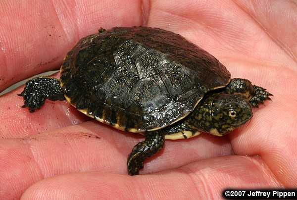 Western Pond Turtle (Clemmys marmorata)