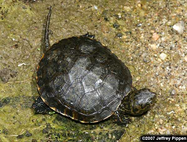 Western Pond Turtle (Clemmys marmorata)