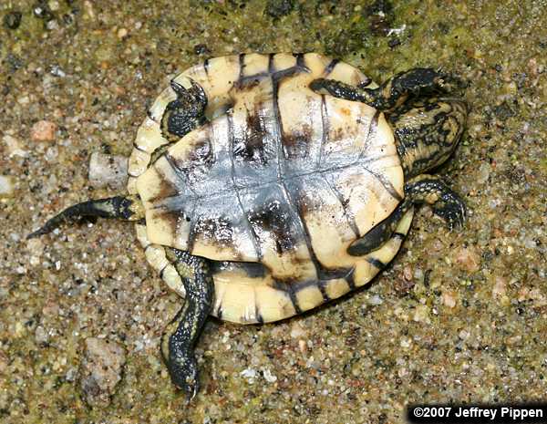 Western Pond Turtle (Clemmys marmorata)