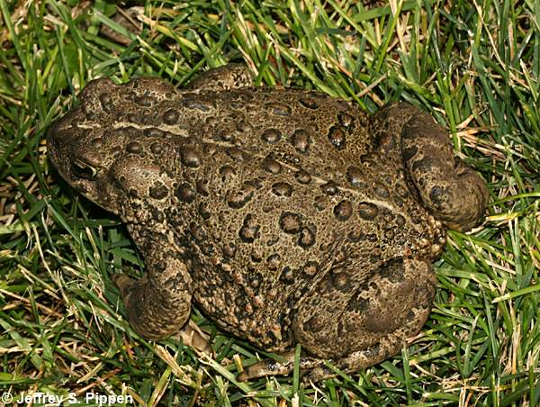 Western Toad (Bufo boreas)