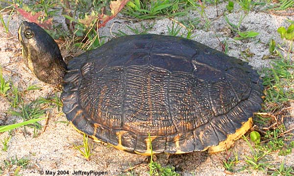 Yellow-bellied Slider (Chrysemys scripta)