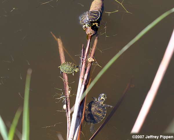 Yellow-bellied Slider (Chrysemys scripta)