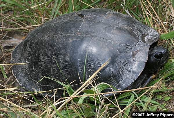 Yellow-bellied Slider (Chrysemys scripta)