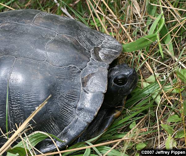 Yellow-bellied Slider (Chrysemys scripta)