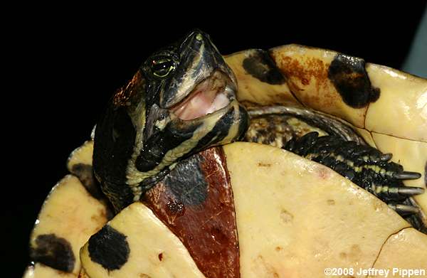 Yellow-bellied Slider (Chrysemys scripta)