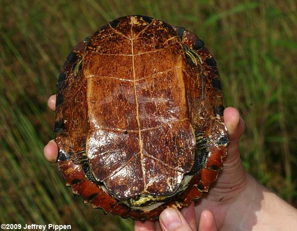 Yellow-bellied Slider (Chrysemys scripta)