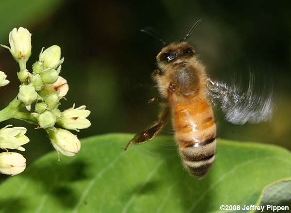 Honey Bee (Apis mellifera)
