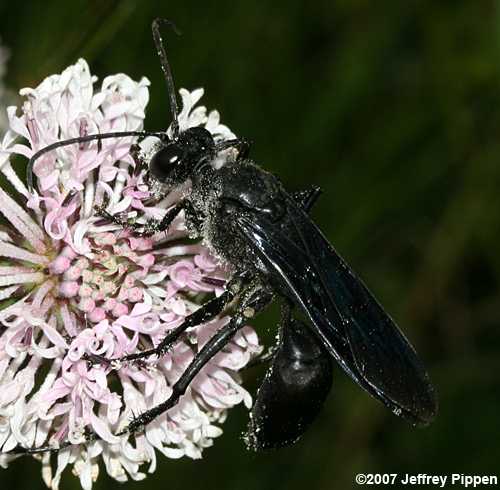 Great Black Wasp (Sphex pensylvanicus)