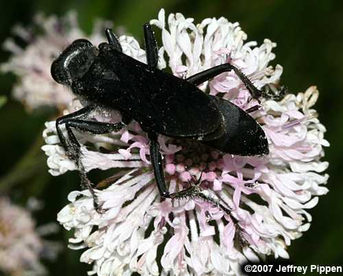 Great Black Wasp (Sphex pensylvanicus)