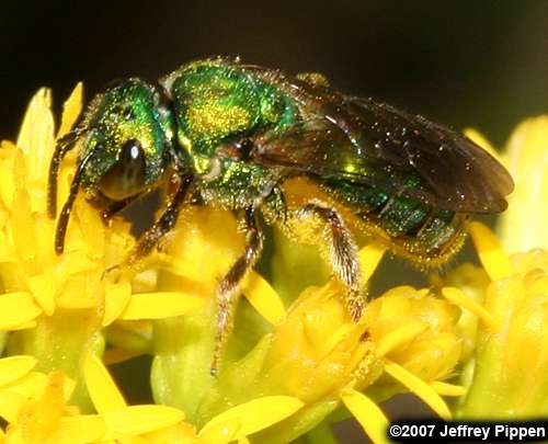 green sweat bee (Halictidae)