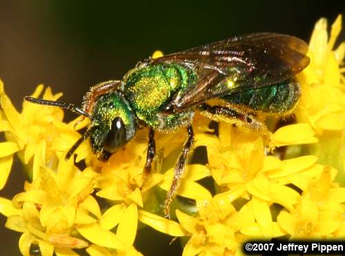green sweat bee (Halictidae)