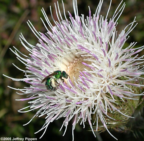 green sweat bee (Halictidae)