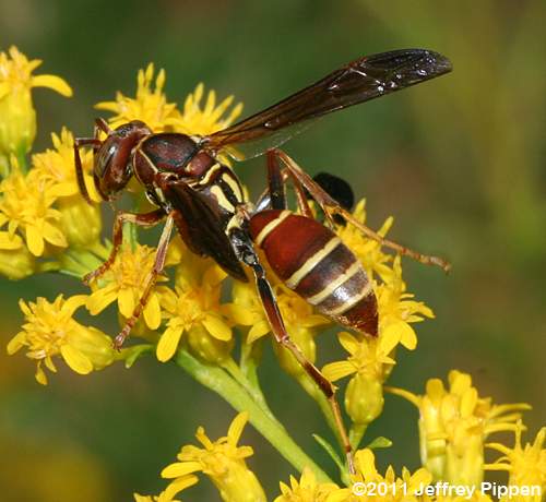 paper wasp (Polistes dorsalis)