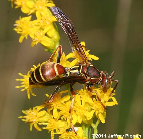 paper wasp (Polistes dorsalis)