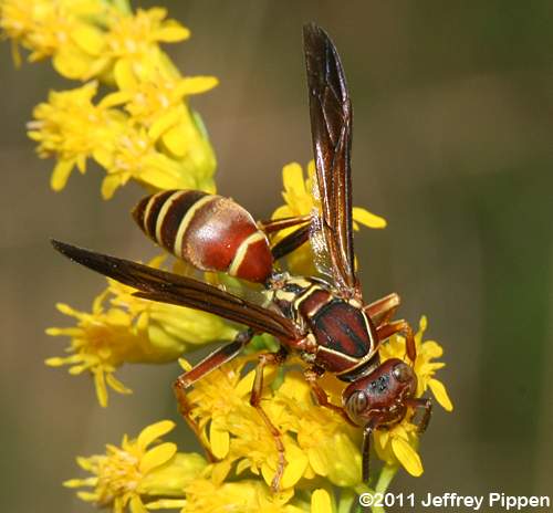 paper wasp (Polistes dorsalis)