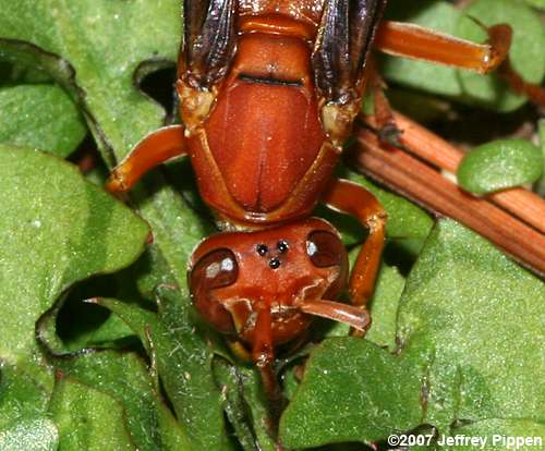 Red Paper Wasp (Polistes carolina)