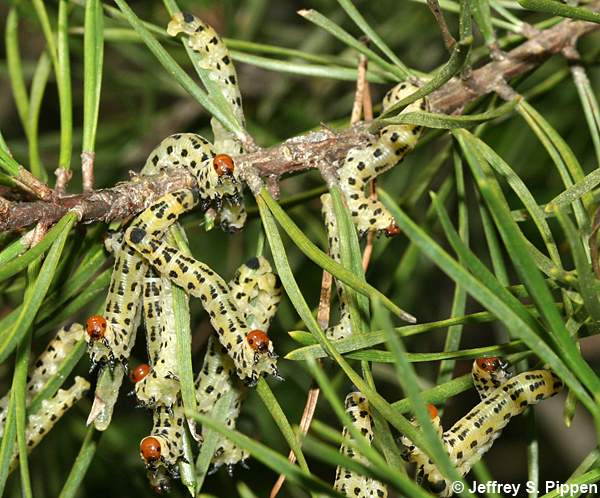 Redheaded Pine Sawfly (Neodiprion lecontei)
