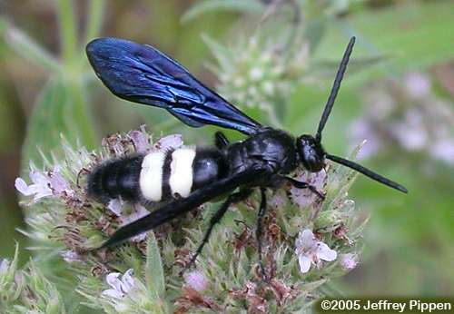 Double-banded Scoliid Wasp, Digger Wasp (Scolia bicincta)