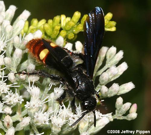 Digger Wasp (Scolia dubia)