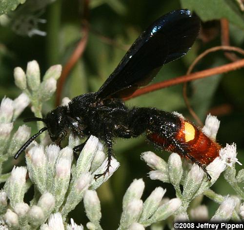 Digger Wasp (Scolia dubia)