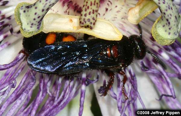 Scoliid Wasp (Scolia nobilitata)