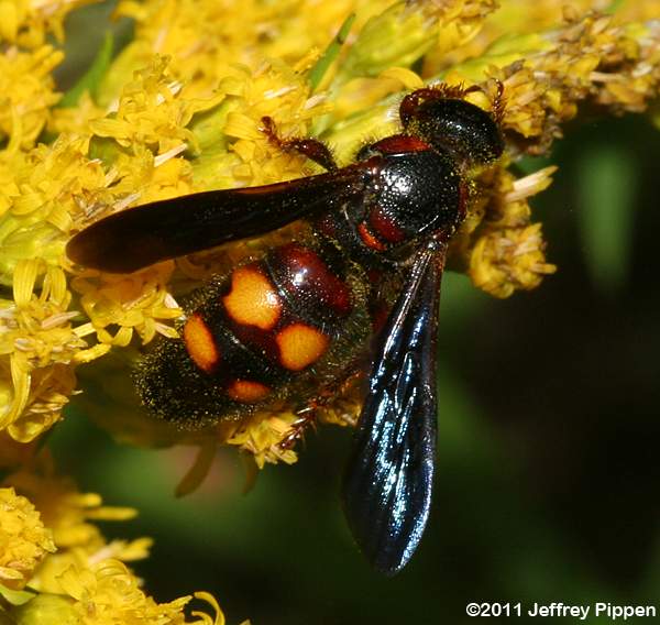 Scoliid Wasp (Scolia nobilitata)