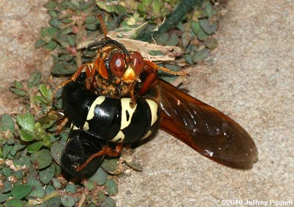 Eastern Cicada Killer (Sphecius speciosus)